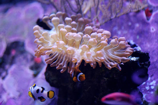 istock Sea anemone in aquarium 1622616652