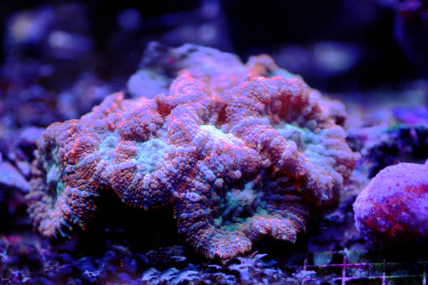 istock Soft coral in aquarium - Zoanthus sp. 1622616664