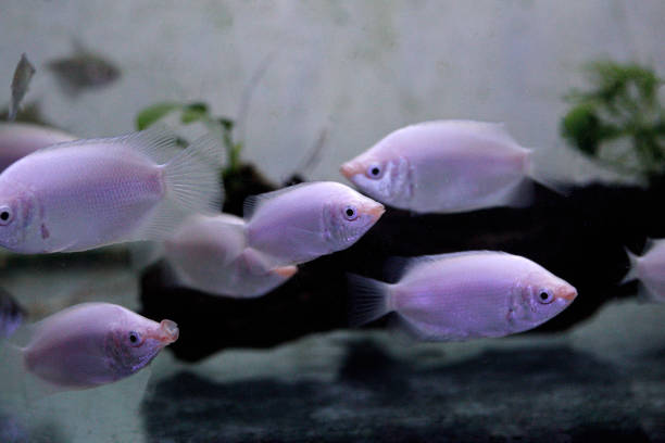 istock Helostoma temminckii - Kissing gourami 1622617209