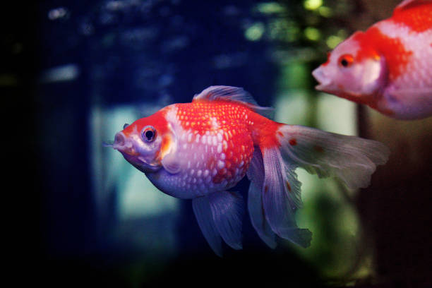 istock Carassius auratus oranda pearlscale 1622617225
