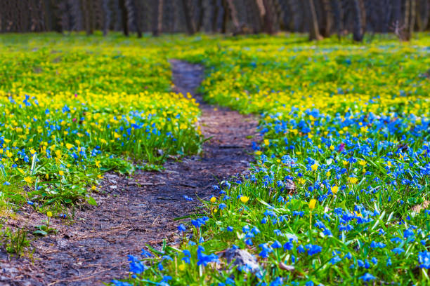 Hallerbos forest with bluebells flower in springtime. Halle, Bruxelles, Belgium.