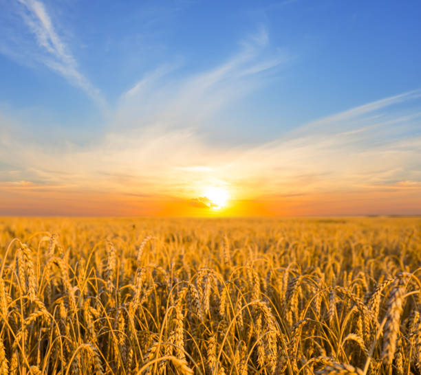 istock summer golden wheat field at the sunset 1622623410