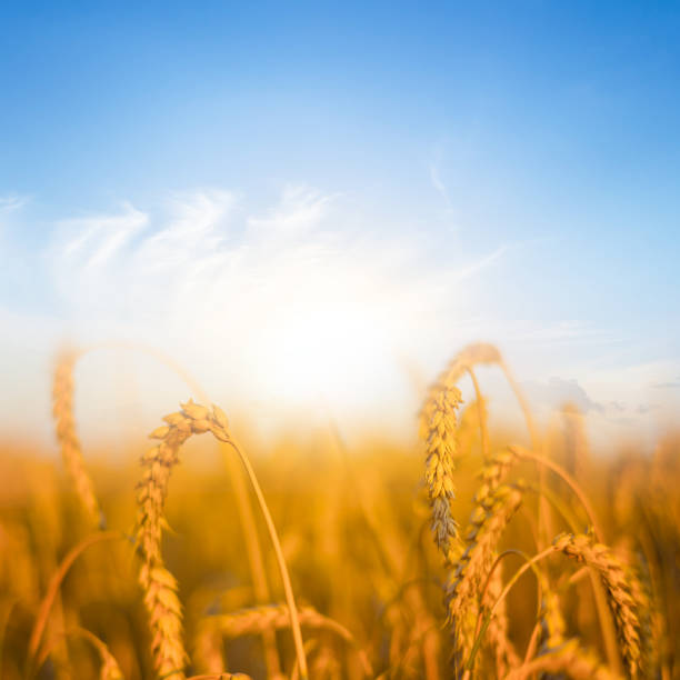 istock summer golden wheat field at the sunset 1622623859