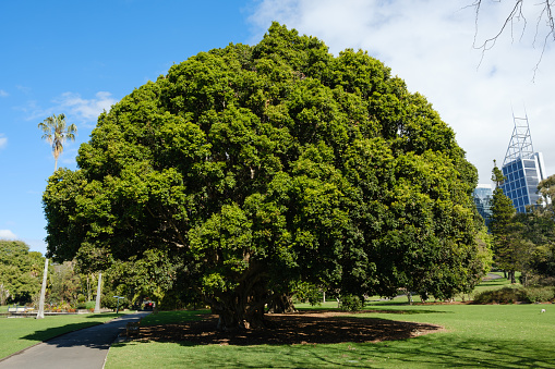 Large green tree in a city park with partly cloudy sky.