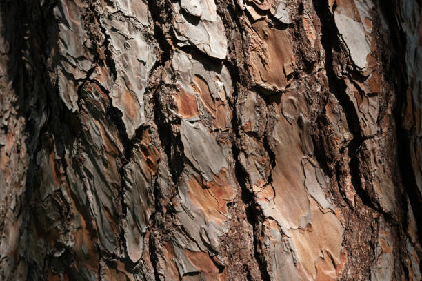 Closeup on the bark of the Ponderosa Pine- Pinus ponderosa featuring black and brown colors - texture or background