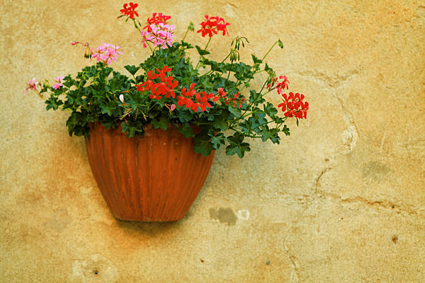 istock flower decoration in Pienza 162262614