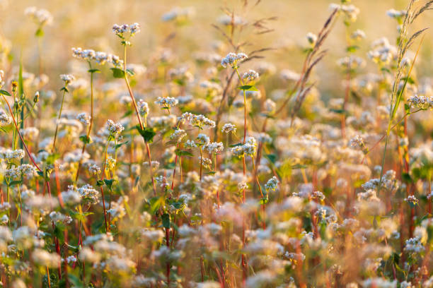 buckwheat field in the light of the setting sun stock photo