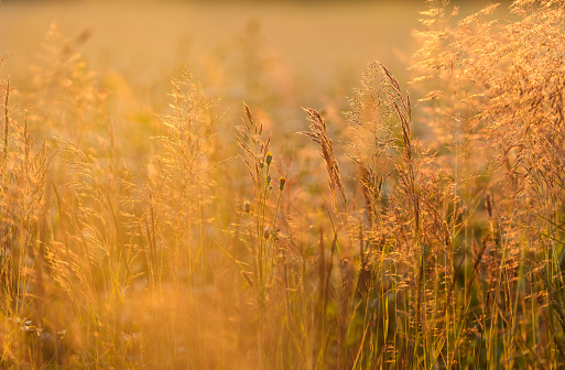 grass in the rays of the setting sun
