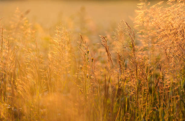 golden meadow in the light of setting sun stock photo