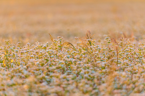 beautiful sunset in the wheat field