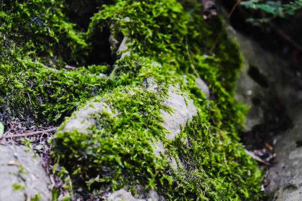 summer forest scenery