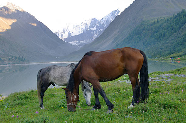 istock Two Horses at lake Ak-kem. 162264999