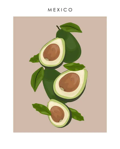 Vector illustration of Mexico avocado poster