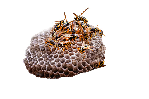 Cut out of a wasp’s colony nest