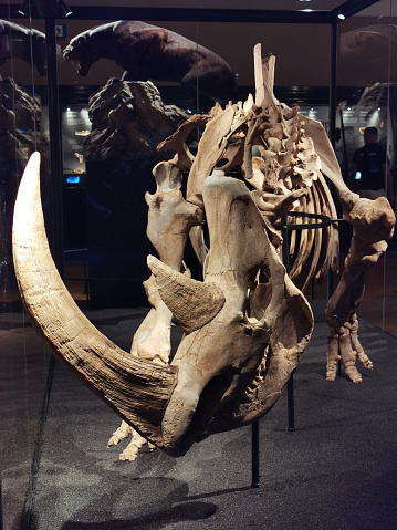 skeleton of a rhinoceros as very nice natural background