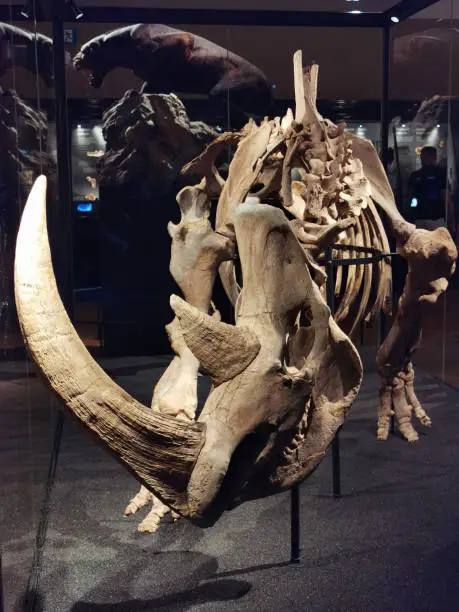 Photo of skeleton of a rhinoceros