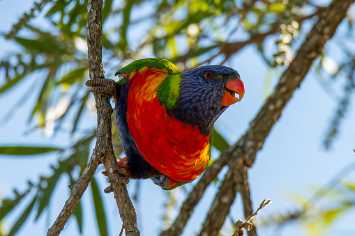 Beautiful colourful Rainbow Lorikeet sitting on a tree, background with copy space, full frame horizontal composition