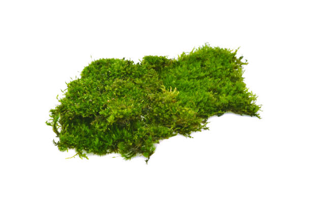 istock Green moss with grass isolated on white background 1622669758