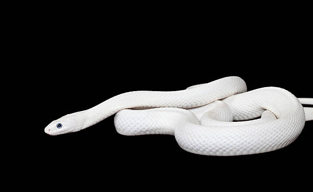28,872 White Snake Stock Photos, Pictures & Royalty-Free Images - iStock