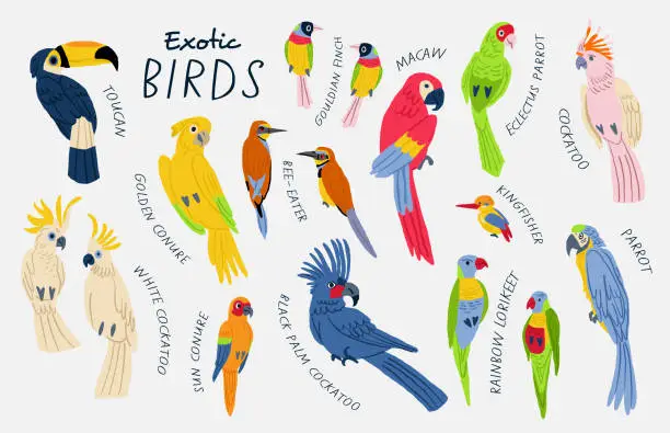 Vector illustration of Mega collection of exotic birds with titles: Cockatoo, macaw, parrot, white cockatoo, sun conure, golden conure, Gouldian finch, toucan, bee-eater, rainbow lorikeet,  Kingfisher. Birds illustrations