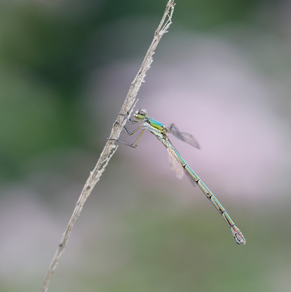 Tot 30-39mm, Ab 25-32mm, HW 19-23mm.
Our most delicate Lestes, which is normally easily separated by its statue and coloration, although some Iberian populations recall L. barbarous.
Habitat: A wide variety of seasonally dry shallow and reedy waters in the south, becoming more critical in the north-west, where it is most abundant in heath and bog lakes with peat moss (Sphagnum) and rushes (Juncus).
Flight Season: Northern populations mostly emerge in July, flying into November.
Distribution: Widespread in Europe, although seldom the dominant Lestes species. Distribution recall L. barbarous, and also tends to wander like that species, though rarely in similarly great numbers.

This Species is to be seen in the describe Habitats, but not as common as L. sponsa in the Netherlands.