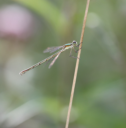 Tot 30-39mm, Ab 25-32mm, HW 19-23mm.
Our most delicate Lestes, which is normally easily separated by its statue and coloration, although some Iberian populations recall L. barbarous.
Habitat: A wide variety of seasonally dry shallow and reedy waters in the south, becoming more critical in the north-west, where it is most abundant in heath and bog lakes with peat moss (Sphagnum) and rushes (Juncus).
Flight Season: Northern populations mostly emerge in July, flying into November.
Distribution: Widespread in Europe, although seldom the dominant Lestes species. Distribution recall L. barbarous, and also tends to wander like that species, though rarely in similarly great numbers.

This Species is to be seen in the describe Habitats, but not as common as L. sponsa in the Netherlands.