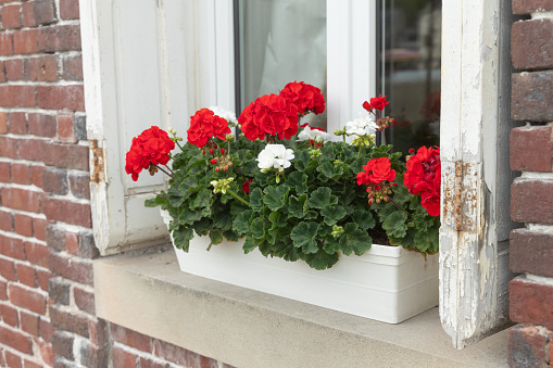 red geranium on a flower box outdoors in front of a window with wooden frame