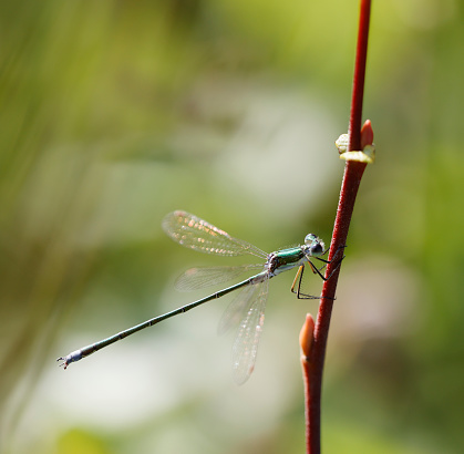 Tot 35-39mm, Ab 25-33mm, Hw 17-24mm. Average size and build for a Spreadwing.

The most widespread and numerous Lestes in many areas, probably because it is less partial to ephemeral habitats.

Occurrence:
One of the commonest damselflies in most of Northern Europe across to japan, but (largely) absent from most of the south.

Habitat:
Almost any standing water with ample reed-like vegetation. May be more numerous at recent shallow or acidic sites, but not specific  to pioneer, ephemeral or bog-like conditions.

Flight Season:
Generally from mid-May to mid-October, peaking in August. Most emergence tends to be a week later than L. dryas.

This is a common Species in the Netherlands in the described Habitats.