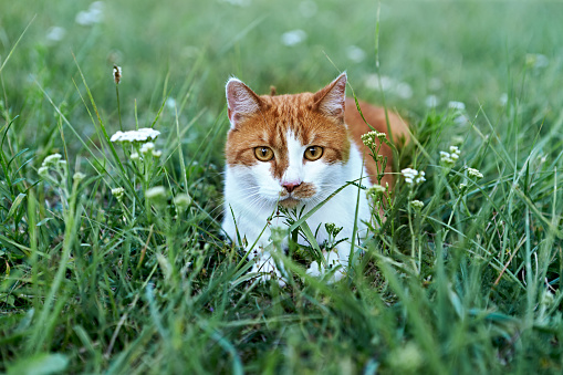 Ginger cat relaxing outdoor in grass