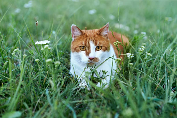 Ginger cat relaxing outdoor in grass stock photo