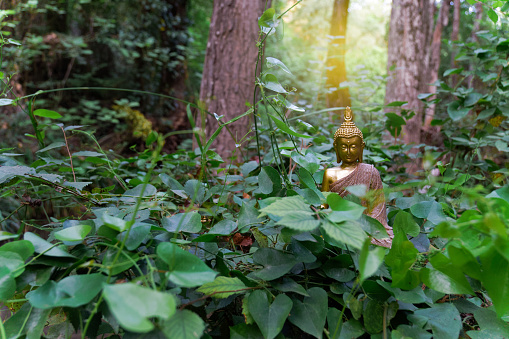 statue of a buddha on a green-leafed plant with a forest background and sunbeams