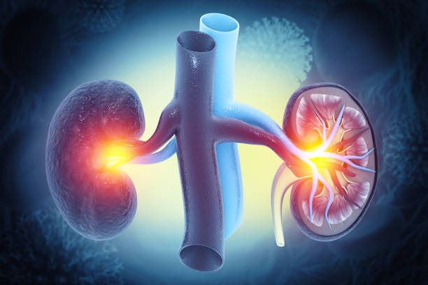 istock human kidneys cross-section, Medically accurate 3d illustration 1622709511