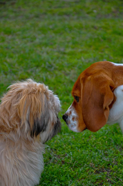 istock Dog Animal Cute Background Nature 1622710610