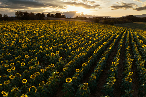 Sunflower field at sunset, Costa Brava, Catalunya, Spain.