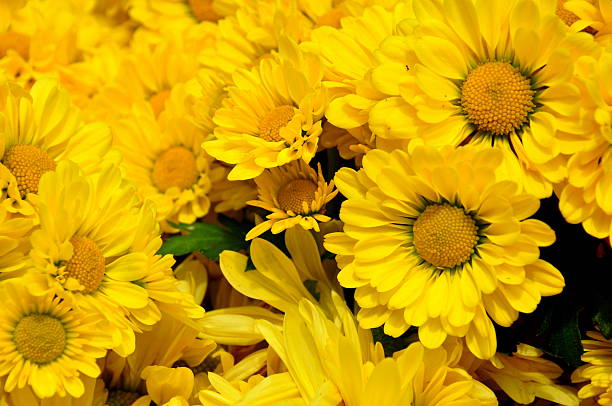 чай цветок - healthcare and medicine tourism flower photo booth picture стоковые фото и изображения