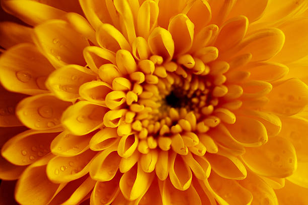 istock Sunny yellow chrysanthemum background 162271444