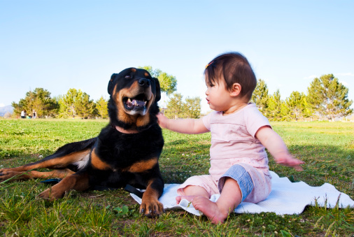 A 9-month old Asian baby girl (Asian - Caucasian mix) and a rottweiler mix, sitting together at a park.