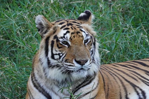 A closeup portrait of a Bengal tiger sitting on green grass