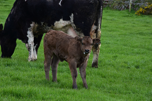 Very cute calf with milk on his face in a grass field.