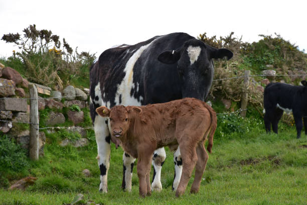 istock Brown Calf and Black Cow in a Pasture 1622724523