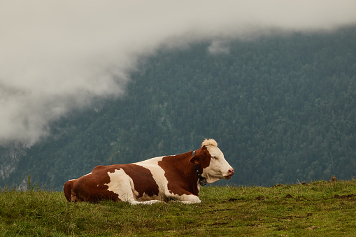 Cows resting on the Hourataté pass, located in the Pyrénées-Atlantiques linking the Aspe Valley, in historic Béarn, with Lourdios-Ichère. France