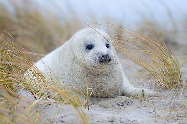ребенок серый тюлень перед пляж трава - grypus стоковые фото и изображения