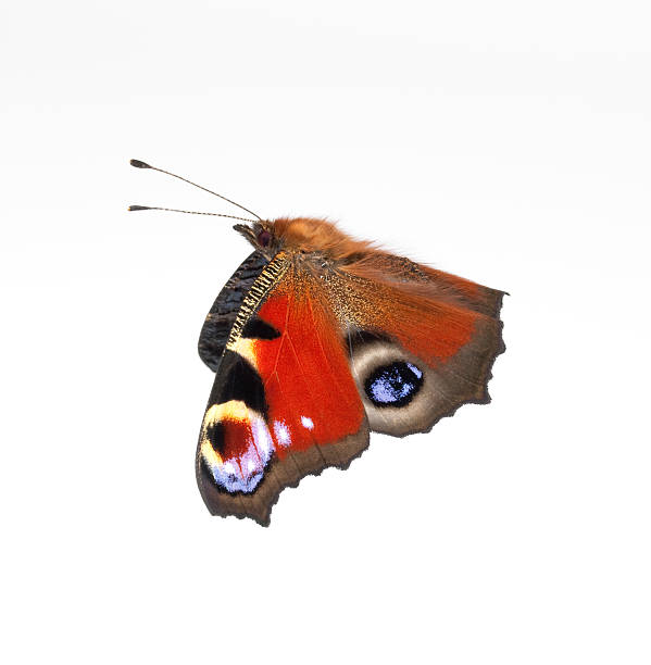 Peacock butterfly flying butterfly (inachis io) isolated from a white background peacock butterfly stock pictures, royalty-free photos & images