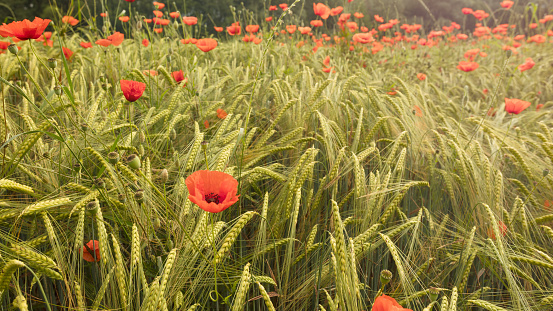Poppy flowers among wheat