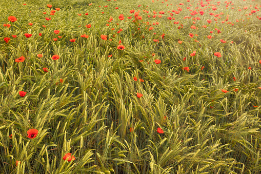 Poppy flowers among wheat