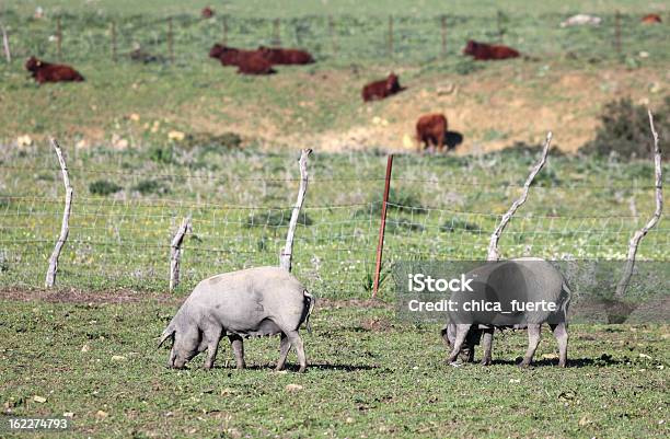 Preto Ibérico Suínos Em Um Prado - Fotografias de stock e mais imagens de Carne de Porco - Carne de Porco, Espanha, Alimentar