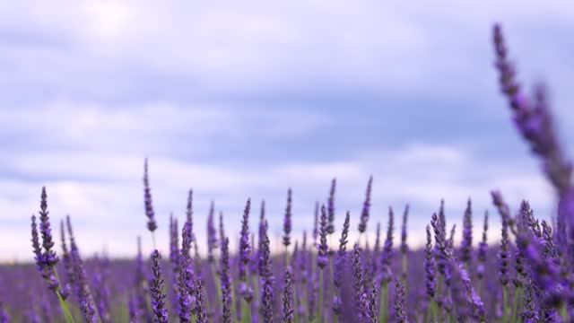Lavender flowers close-up. Lavender field against the sky.