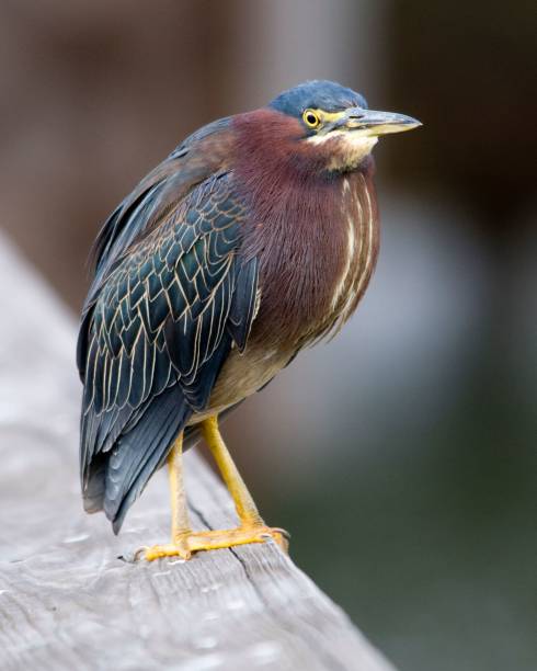 istock Green Heron (Butorides virescens) on wooden ledge 1622751325