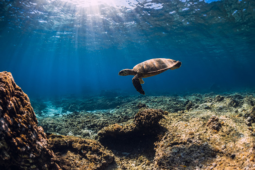 Turtle glides underwater in transparent blue ocean. Sea turtle swimming in sea