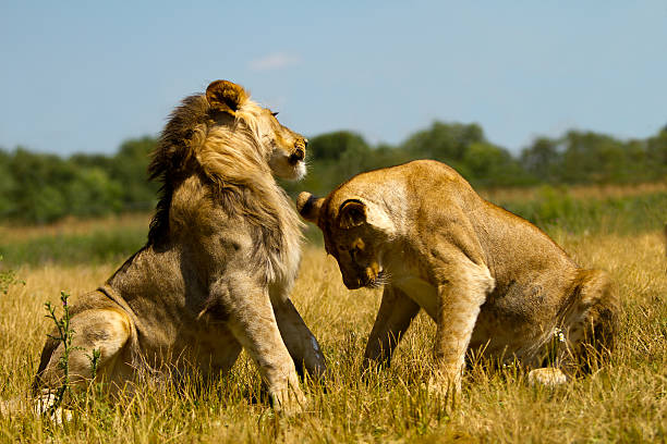 istock Lioness bowing down to her king 162275249